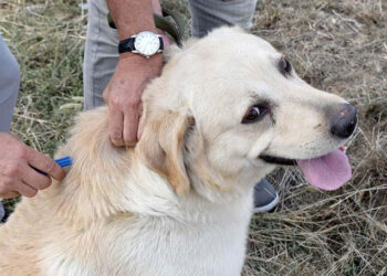 Microciparea câinilor, un succes în Leova: Peste 800 de câini cipati în 2024