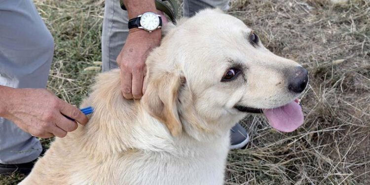 Microciparea câinilor, un succes în Leova: Peste 800 de câini cipati în 2024