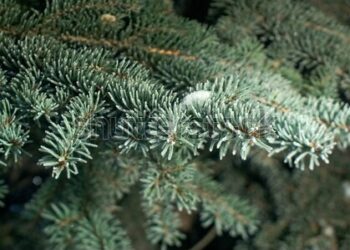 Vreme caldă în prima zi a anului: Maxime de 10°C dar cu riscuri de ceață dimineața