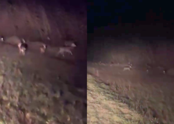 Moment spectaculos în Republica Moldova: O turmă de 40 de căprioare surprinsă pe drum