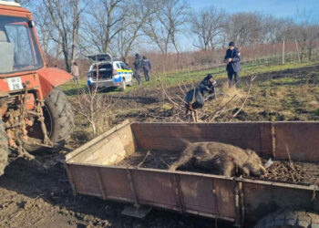 Braconaj descoperit în prima zi a anului: Mistreț vânat ilegal în Dondușeni