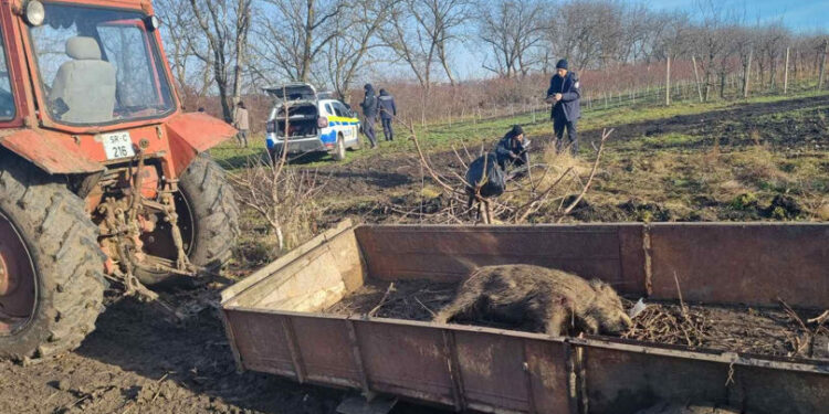 Braconaj descoperit în prima zi a anului: Mistreț vânat ilegal în Dondușeni