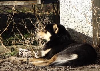 O fetiță mușcată de câine în apropiere de Palatul de Cultură din Bălți