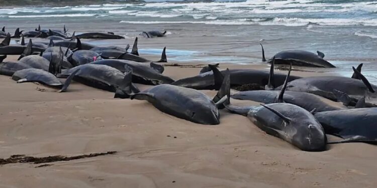 Peste 150 de balene eşuează pe o plajă izolată din Australia