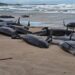 Peste 150 de balene eşuează pe o plajă izolată din Australia