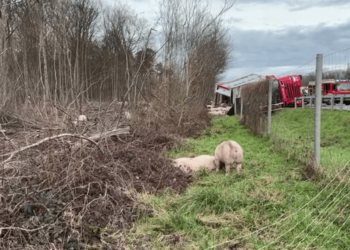 30 de porci au închis ore în șir o autostradă, după ce au scăpat din camionul în care erau transportați și care s-a răsturnat, în Germania