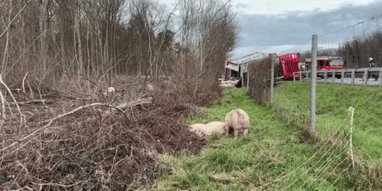 30 de porci au închis ore în șir o autostradă, după ce au scăpat din camionul în care erau transportați și care s-a răsturnat, în Germania