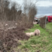 30 de porci au închis ore în șir o autostradă, după ce au scăpat din camionul în care erau transportați și care s-a răsturnat, în Germania