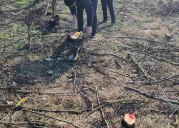 Tăiere ilegală de arbori descoperită în Dondușeni: Sancțiuni aplicate