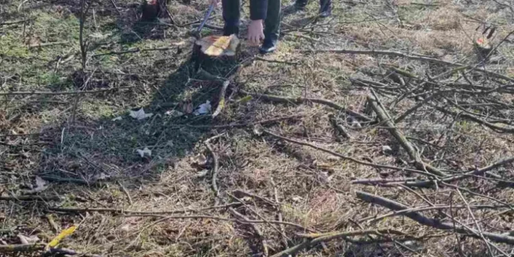 Tăiere ilegală de arbori descoperită în Dondușeni: Sancțiuni aplicate