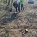 Tăiere ilegală de arbori descoperită în Dondușeni: Sancțiuni aplicate