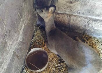 Căprioară salvată și eliberată în natură de autorități și vânători din Ungheni