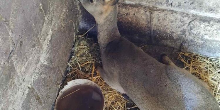 Căprioară salvată și eliberată în natură de autorități și vânători din Ungheni