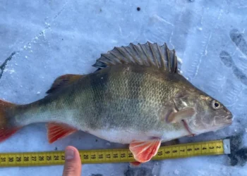 Un pește pe parbriz: Cazurile surprinzătoare de daune auto cauzate de animale mici