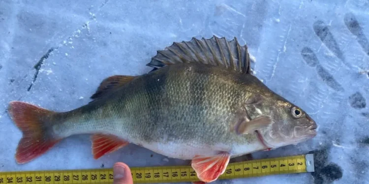 Un pește pe parbriz: Cazurile surprinzătoare de daune auto cauzate de animale mici