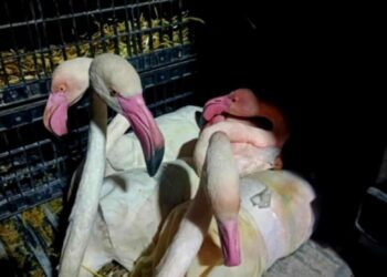 Contrabandă cu flamingi roz dejucată în Tunisia: 10 păsări protejate salvate