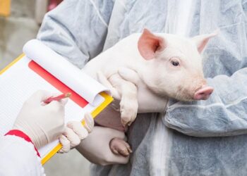 Nouă focare de Pestă porcină africană înregistrate în Moldova în februarie 2025