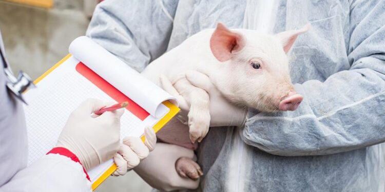 Nouă focare de Pestă porcină africană înregistrate în Moldova în februarie 2025