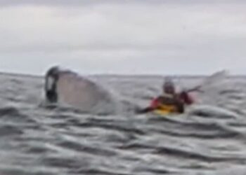 Tânăr din Chile înghițit de o balenă, dar reușește să scape