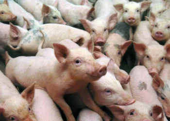 Autoritățile intensifică măsurile pentru prevenirea răspîndirii pestei porcine africane