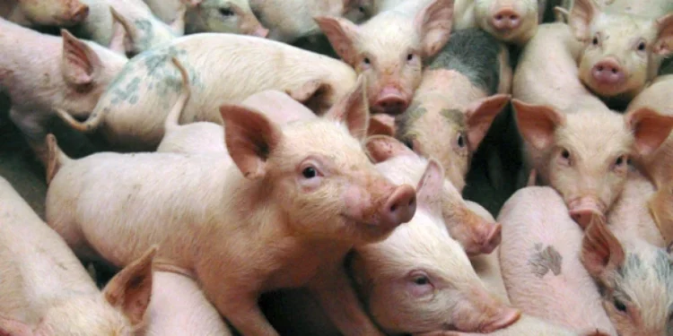 Autoritățile intensifică măsurile pentru prevenirea răspîndirii pestei porcine africane