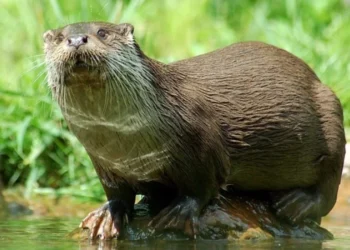 Specie rară în pericol – Vidra din Kîrgîzstan, aproape dispărută