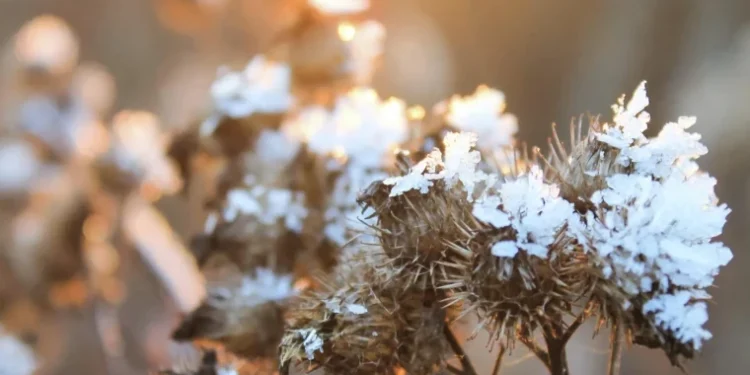 Prognoza meteo pentru 9 februarie