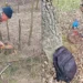Defrișări ilegale în localitățile Cernoleuca, Scăieni și Frasin: Controale intensificate