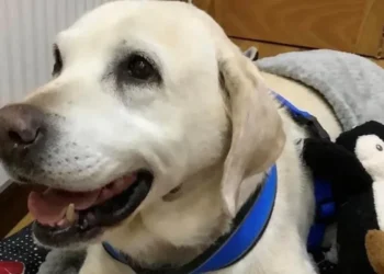 Un cîine furat acum ani de zile, găsit și reunit cu familia