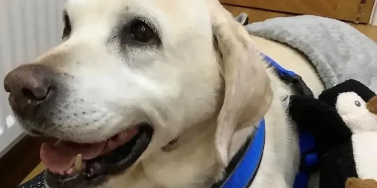 Un cîine furat acum ani de zile, găsit și reunit cu familia