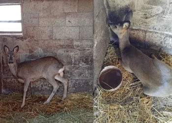 Gest de omenie: O căprioară rănită, salvată și eliberată în natură