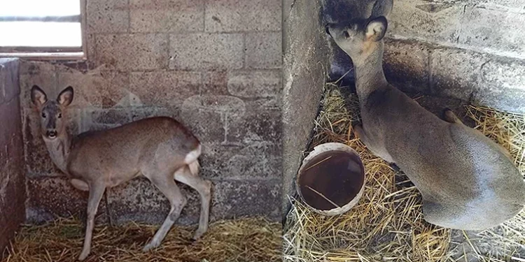 Gest de omenie: O căprioară rănită, salvată și eliberată în natură