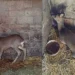 Gest de omenie: O căprioară rănită, salvată și eliberată în natură