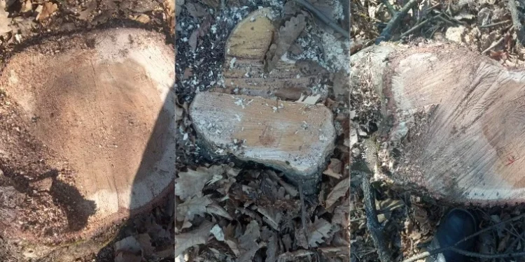 Bărbat prins în flagrant pentru tăierea ilegală a arborilor în Călărași