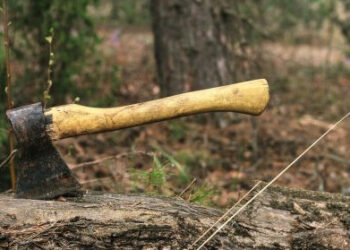 Trei pădurari acuzați de defrișare ilegală și furt de lemn