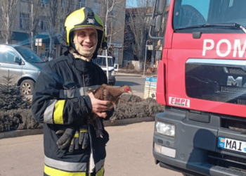 De la Căușeni, cu dragoste. Angajații IGSU au salvat de la înălțime un fazan