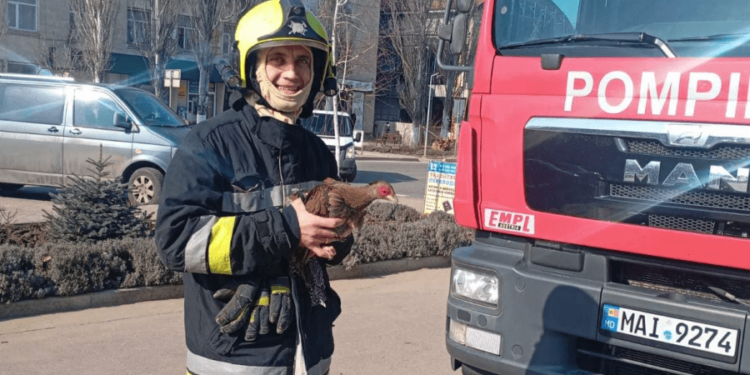 De la Căușeni, cu dragoste. Angajații IGSU au salvat de la înălțime un fazan