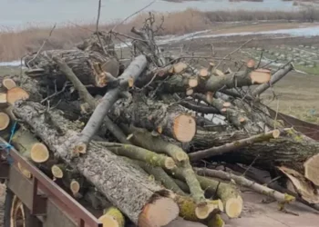 Defrișare ilegală în Sângerei: Amenzi pentru tăierea arborilor protejați”