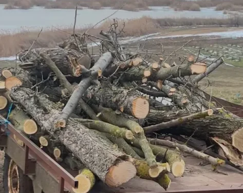 Defrișare ilegală în Sângerei: Amenzi pentru tăierea arborilor protejați”