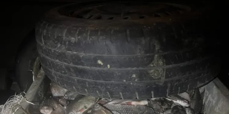 Patru moldoveni depistați cu 255 kg de pește ilegal la Palanca