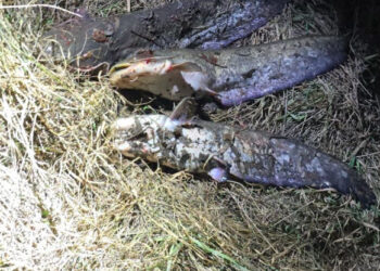 Pescuit ilegal pe râul Prut: Doi bărbați amendați și obligați să plătească despăgubiri