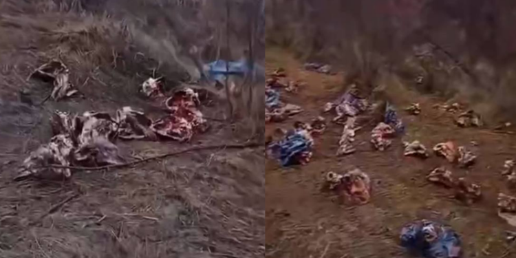 Cimitir de cranii în satul Roșcani, raionul Strășeni: Capete de porci, vaci și oi aruncate ilegal. Ecologiștii dau vina pe autorități |VIDEO