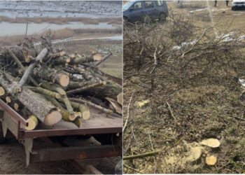 În raionul Sîngerei a fost înregistrat un caz de tăiere ilegală a copacilor, iar vinovatul a primit o amendă