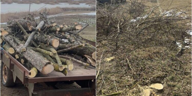 În raionul Sîngerei a fost înregistrat un caz de tăiere ilegală a copacilor, iar vinovatul a primit o amendă