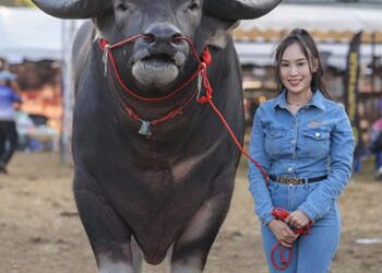 Cel mai înalt bivol din lume: Povestea lui King Kong