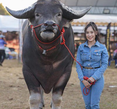 Cel mai înalt bivol din lume: Povestea lui King Kong