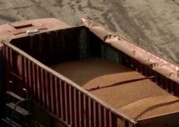 Pudra din larve de gândaci de făină devine aliment autorizat în uniunea europeană