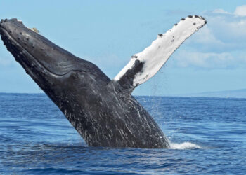 Un bărbat a fost înghițit de o balenă și scos afară teafăr, în largul Patagoniei. Momentul a durat câteva secunde și a fost filmat