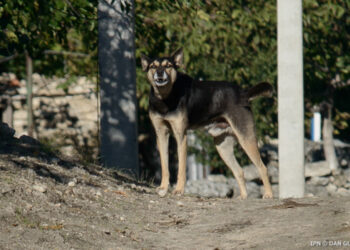 Carantină de 30 de zile la Strășeni. Caz de rabie confirmat la un maidanez