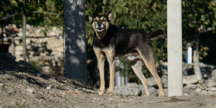 Carantină de 30 de zile la Strășeni. Caz de rabie confirmat la un maidanez